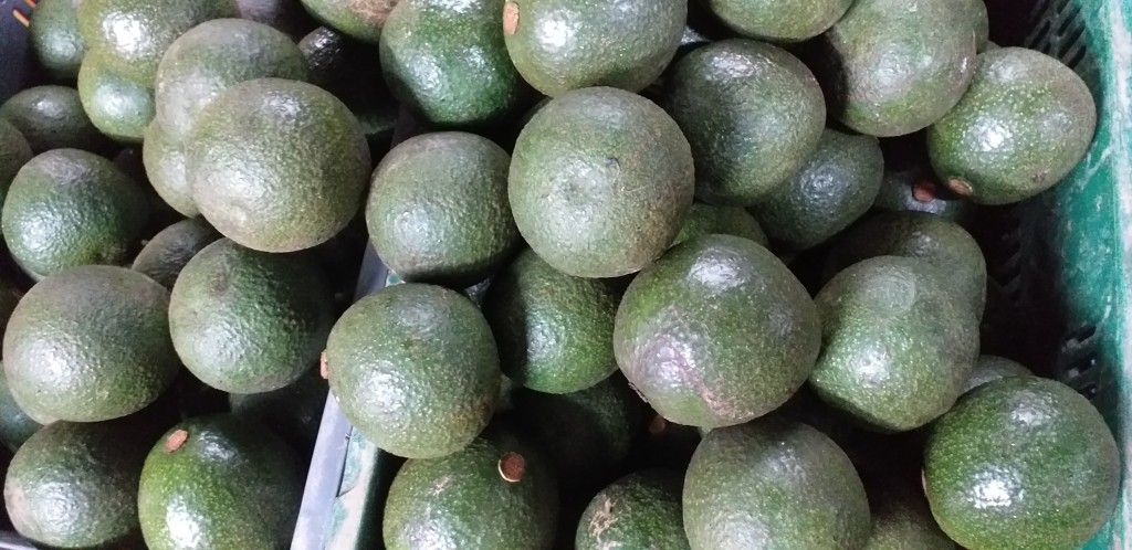 Aguacate reed
