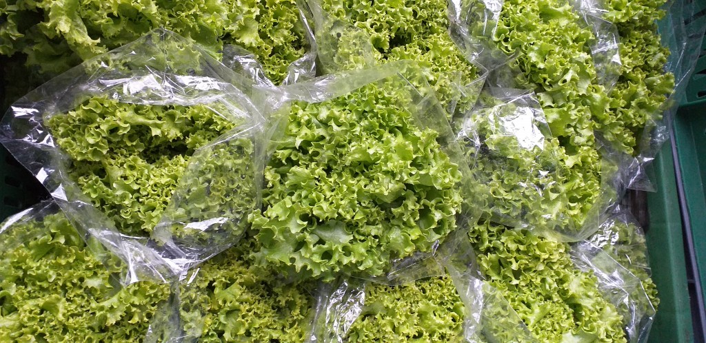 Lechuga crespa