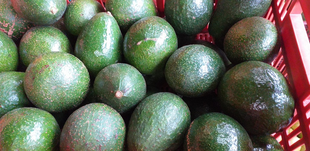 Aguacate booth 8