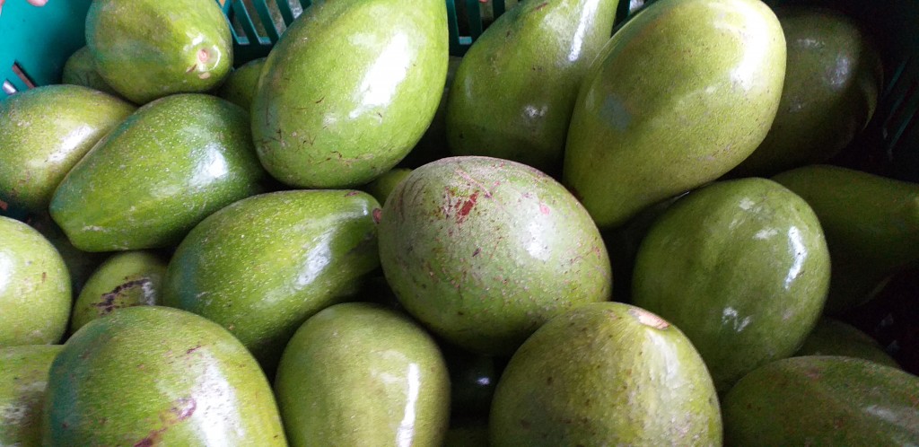 Aguacate papelillo