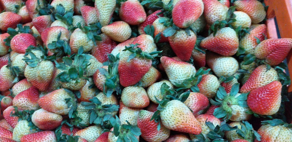 Fresa jumbo