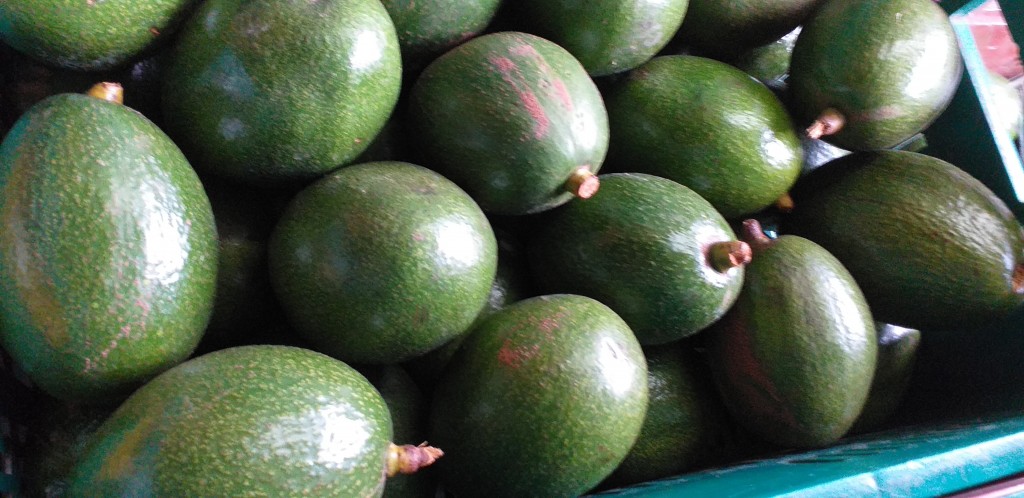 Aguacate choquette