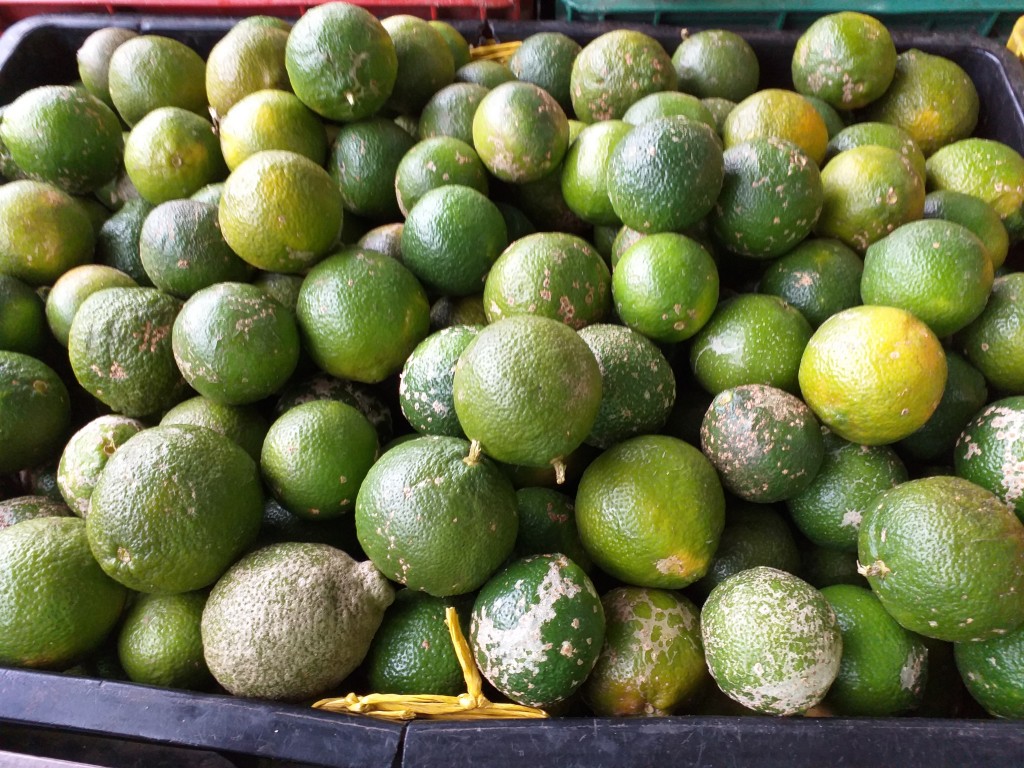 Limon mandarino