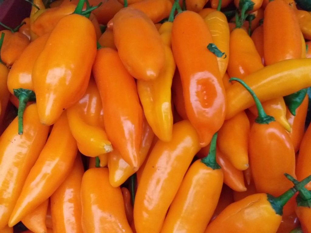 Aji ref peruano amarillo