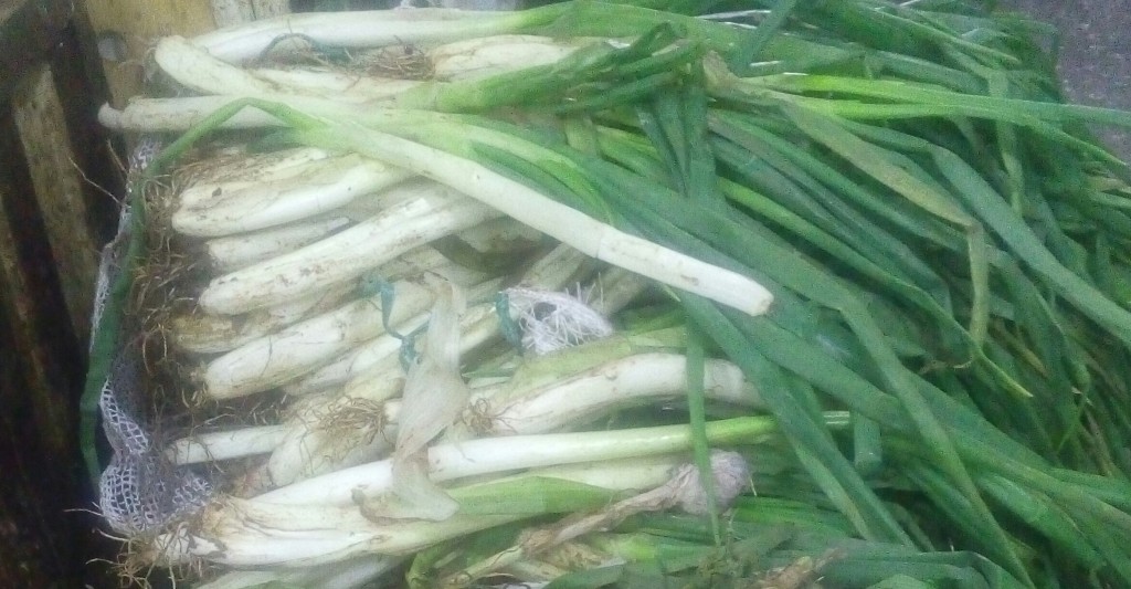 Cebolla larga