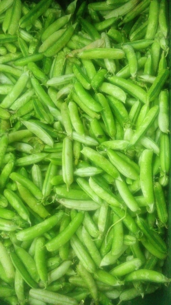 Arveja en cascara