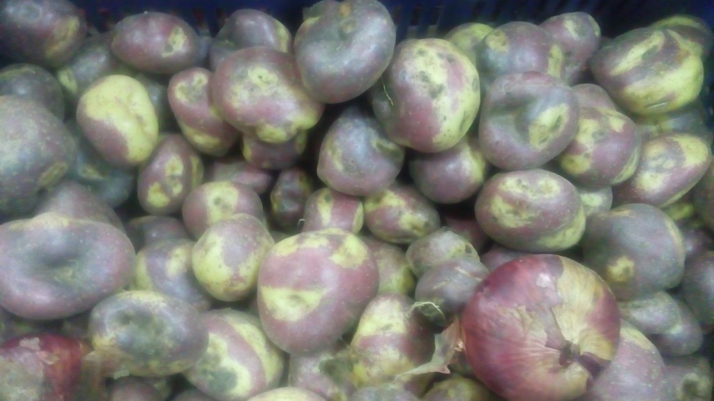 Papa sabanera gruesa