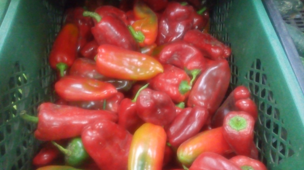 Pimenton rojo