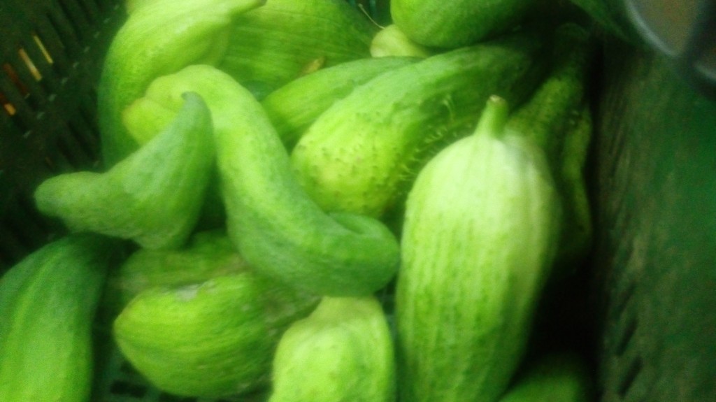 Pepino para guiso