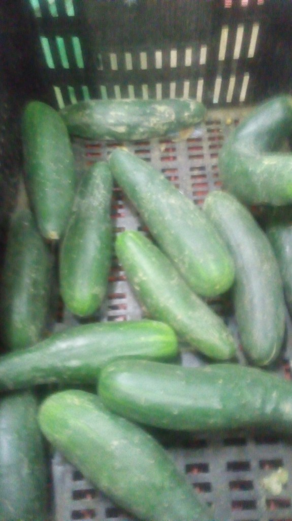 Pepino cohombro