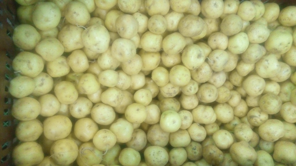 Papa criolla gruesa
