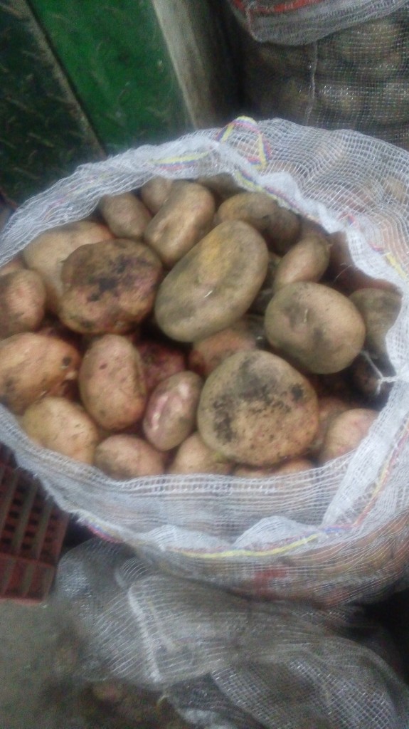 Papa pastusa