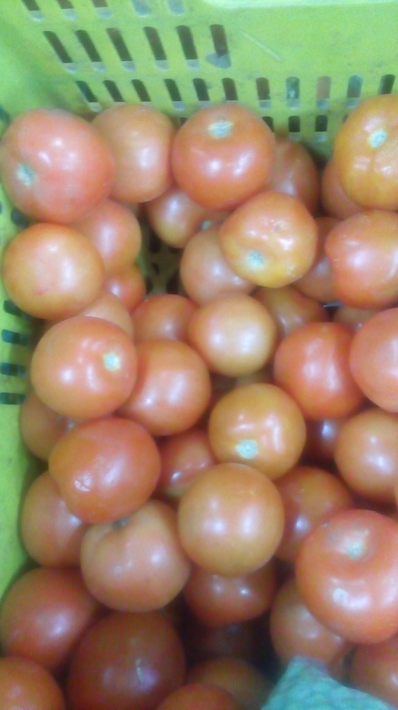Tomate chonto