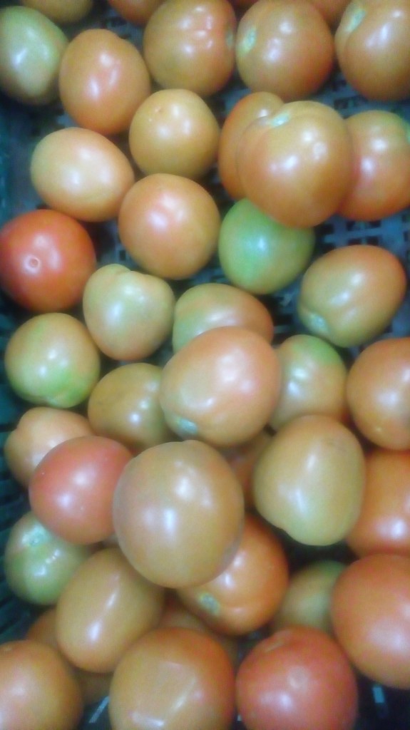 Tomate chonto selecto