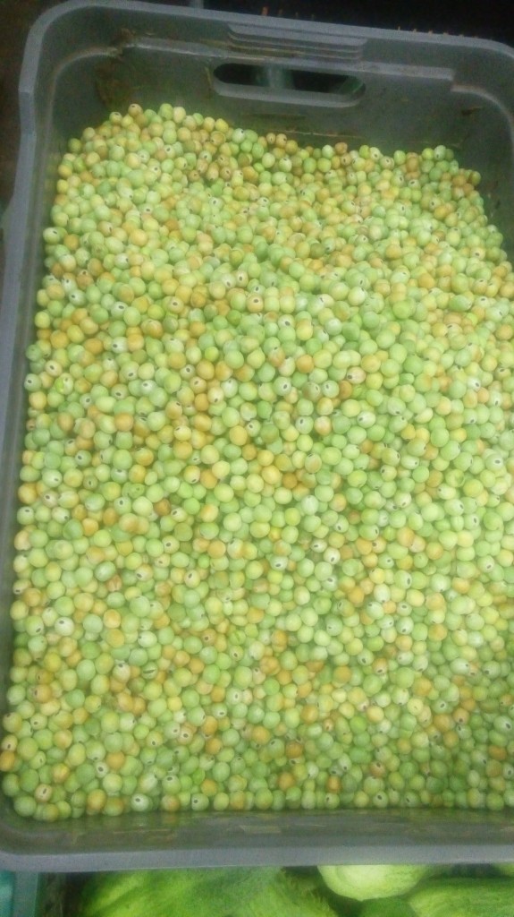 Arveja