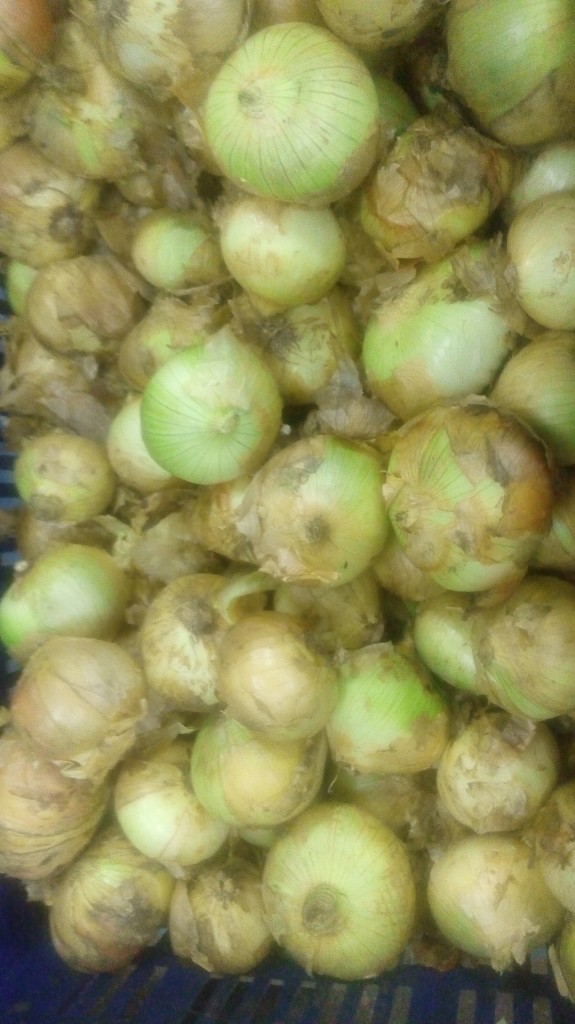 Cebolla cabezona