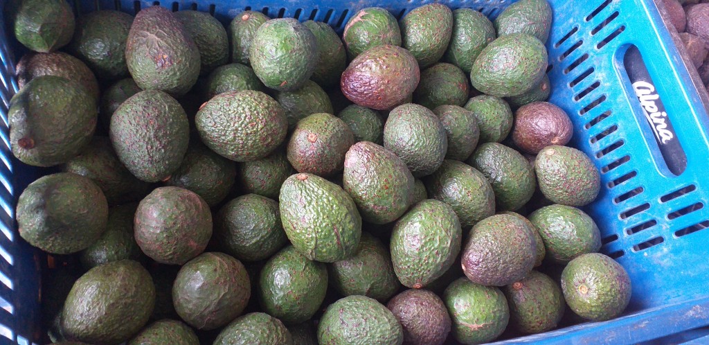 Aguacate hass