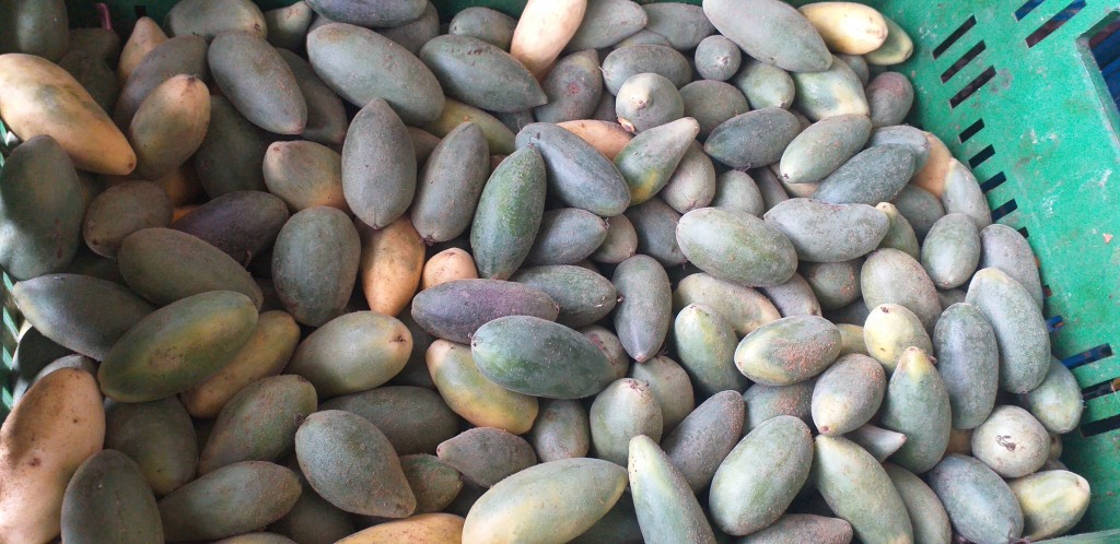 Curuba larga