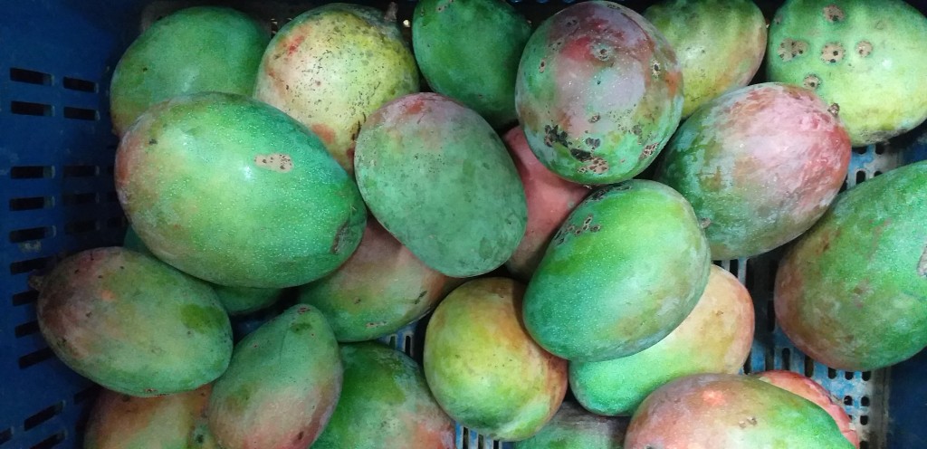 Mango farchi