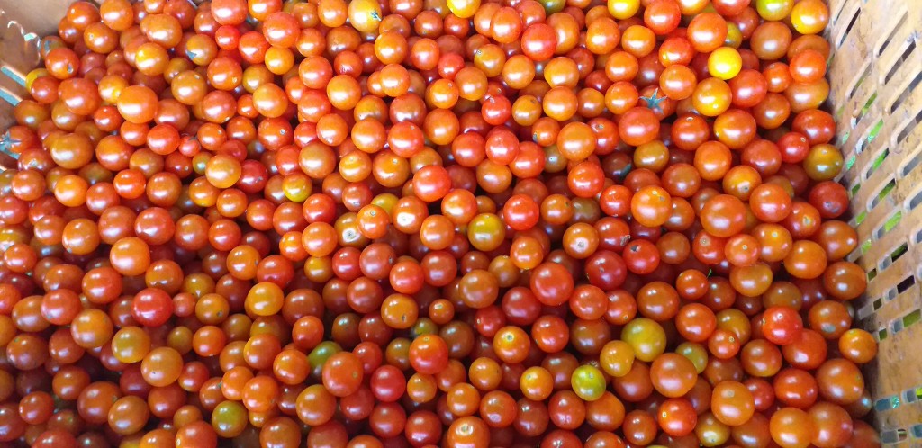 Tomate cherry