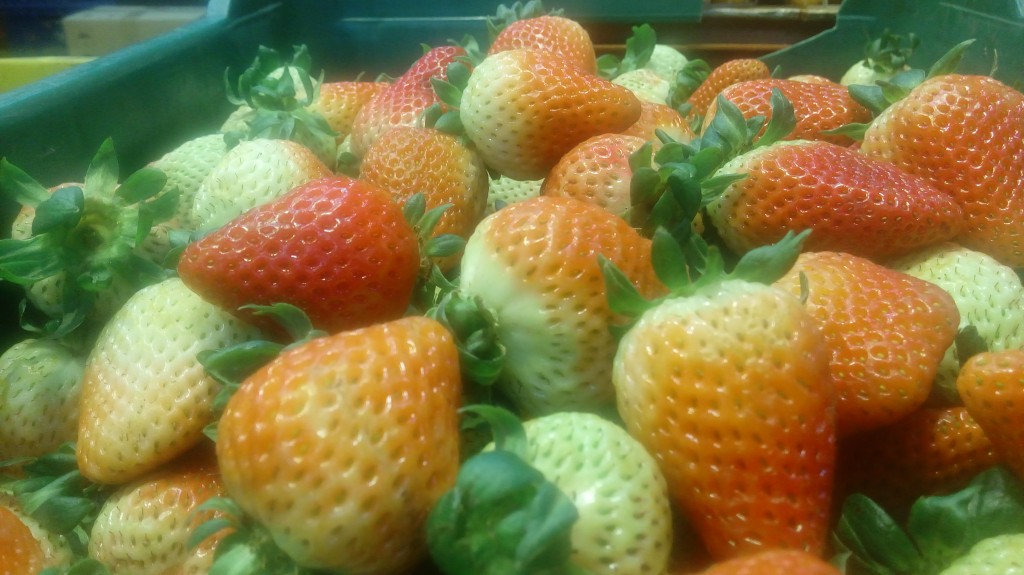 Fresas selectas
