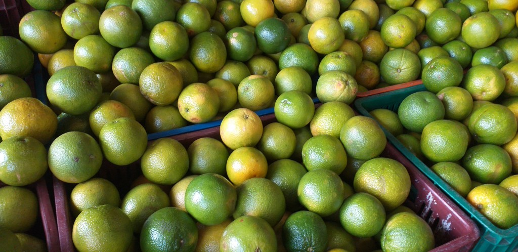 Naranja valencia gruesa