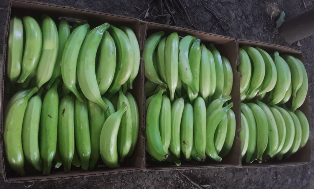 Platano verde de 1ra