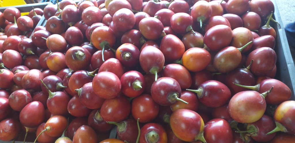 Tomate injerto