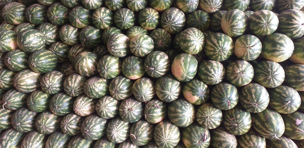 Sandia delgada