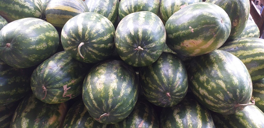 Sandia gruesa