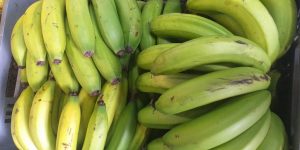 Banano criollo