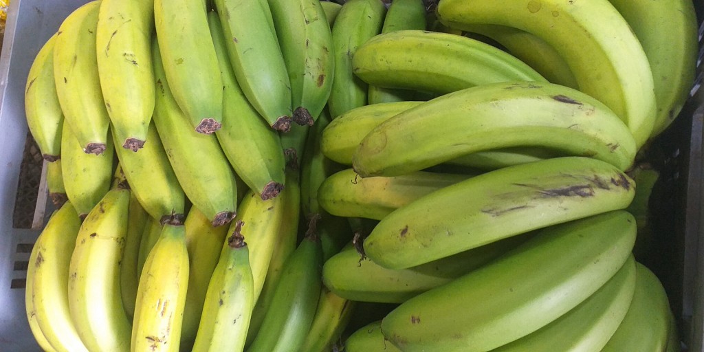 Banano criollo