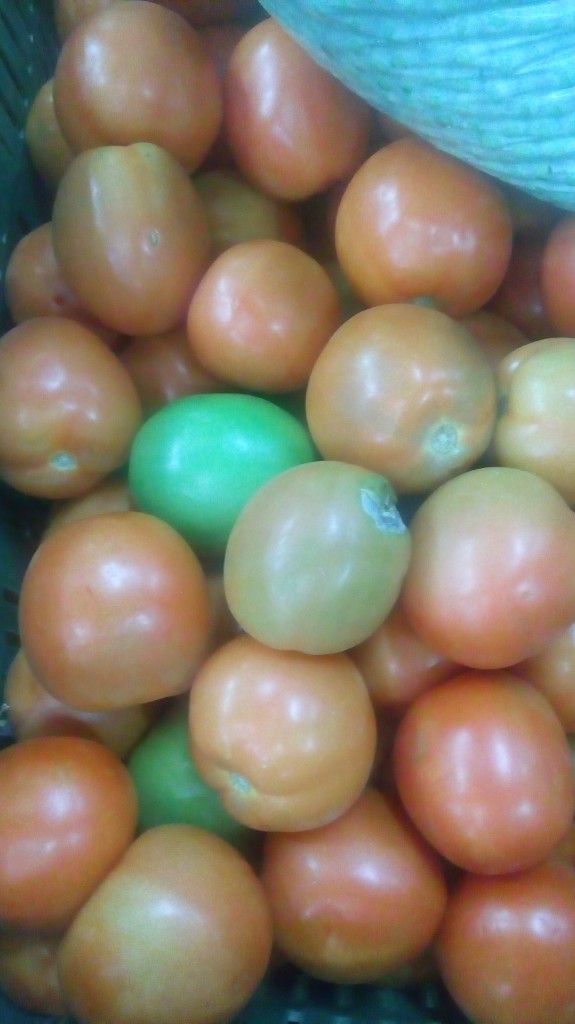 Tomate chonto