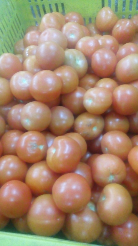 Tomate chonto selecto