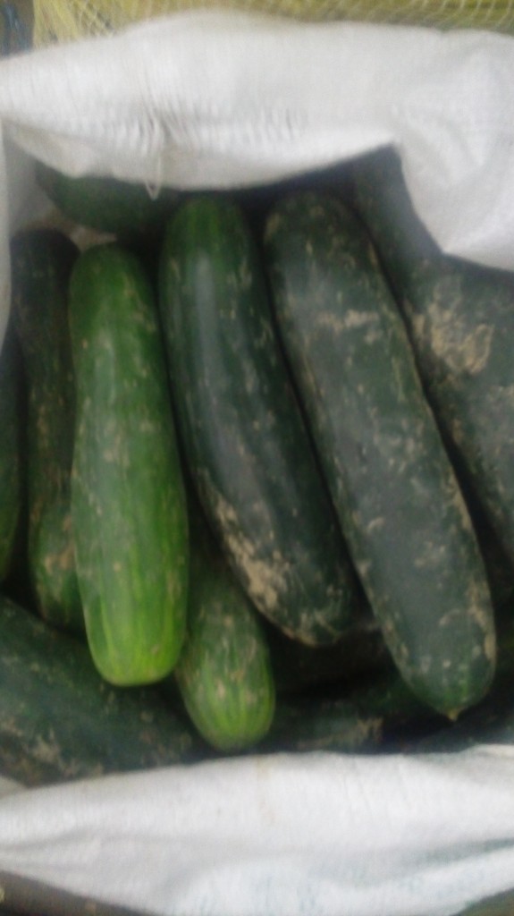 Pepino cohombro