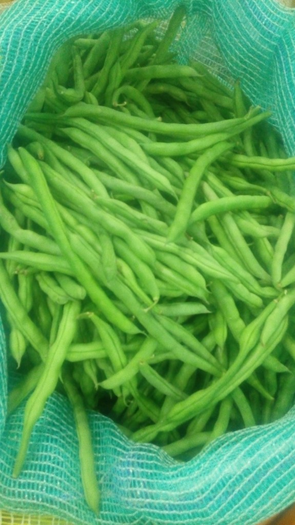 Habichuelas