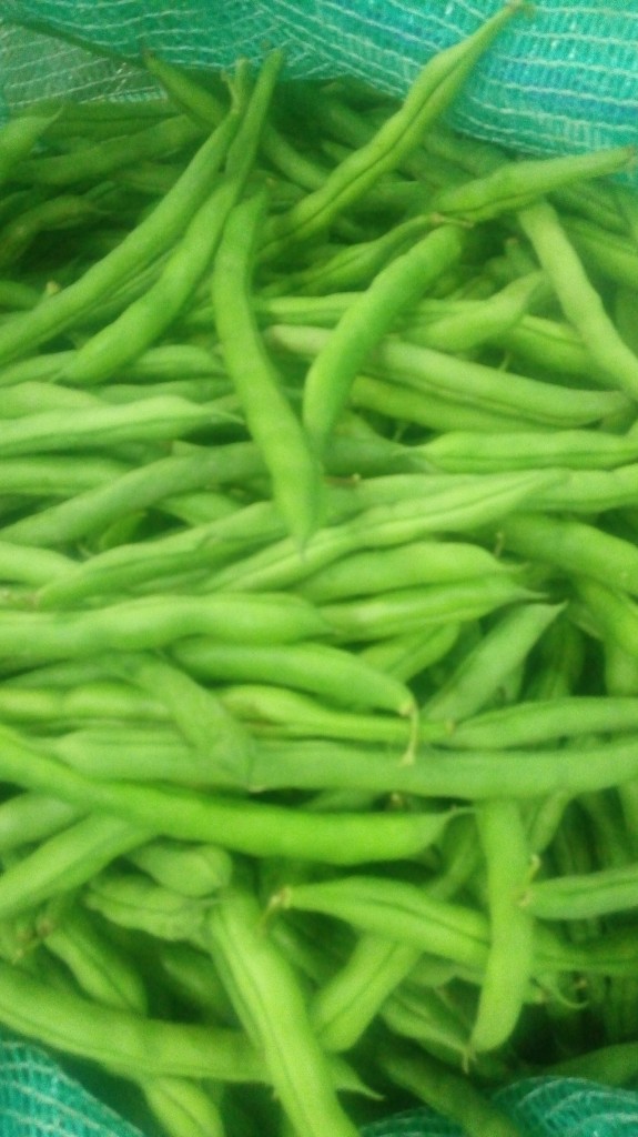Habichuelas