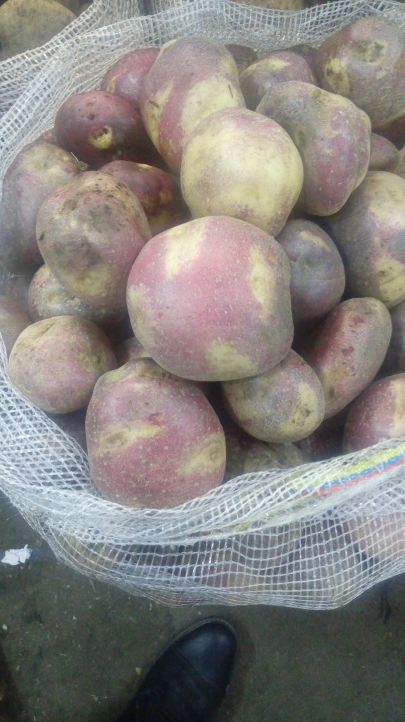Platano