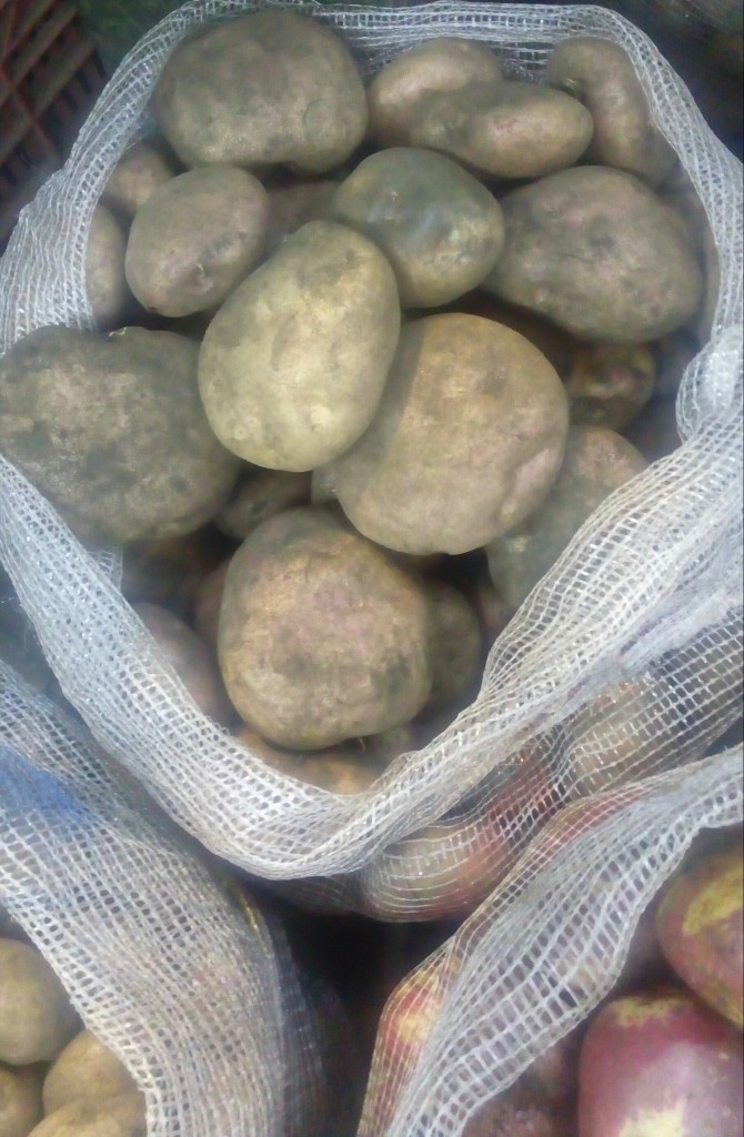 Papa pastusa