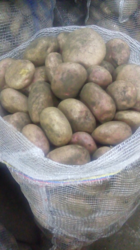 Platano