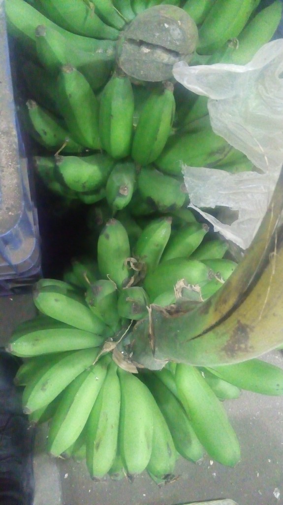 Colicero