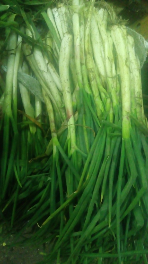 Cebolla larga