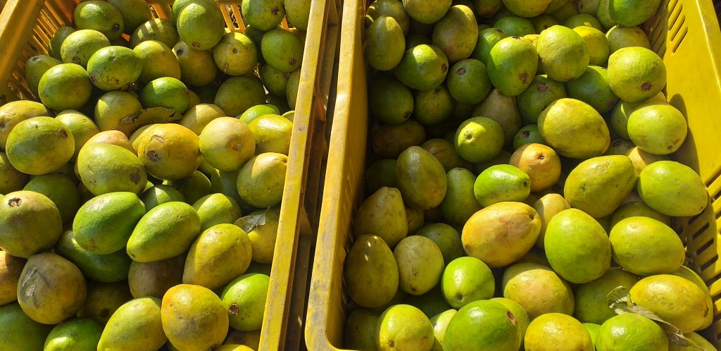 Guayaba pera