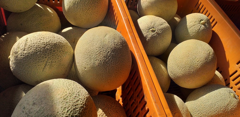 Melon