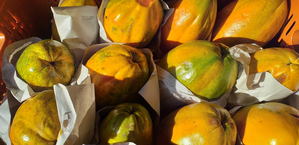 Papaya maradol