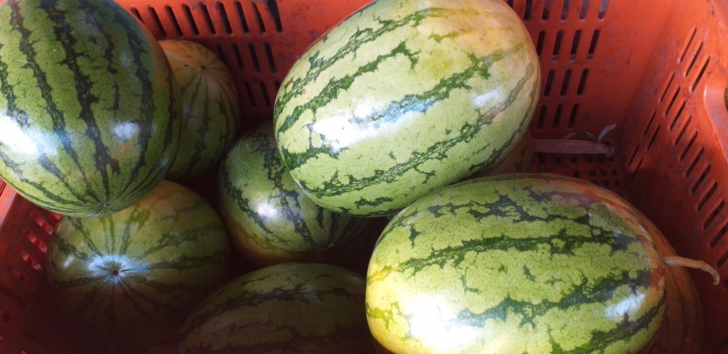 Sandia baby