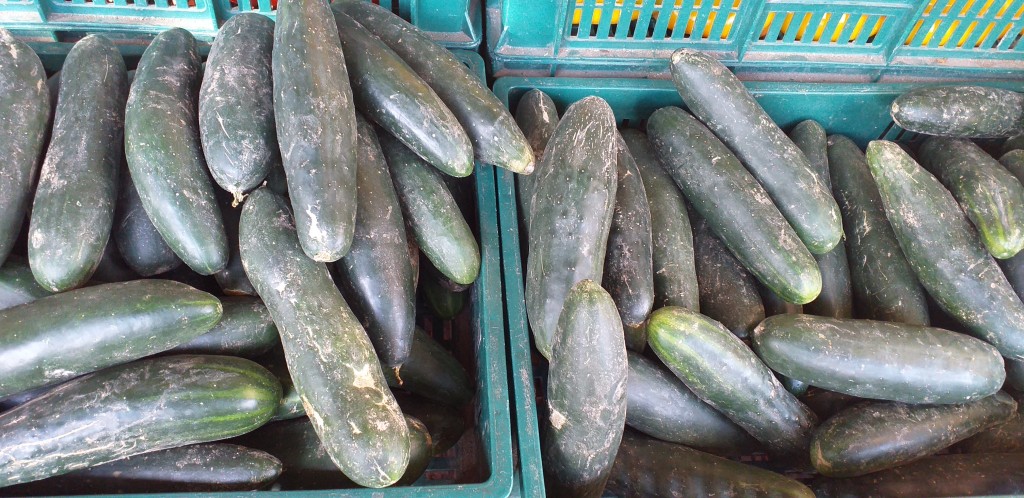 Pepino cohombro