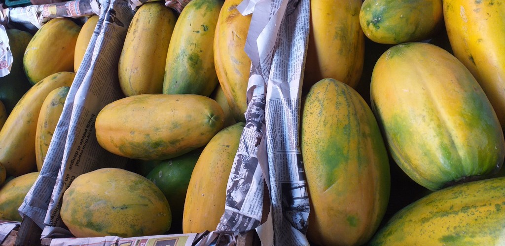 Papaya tainung
