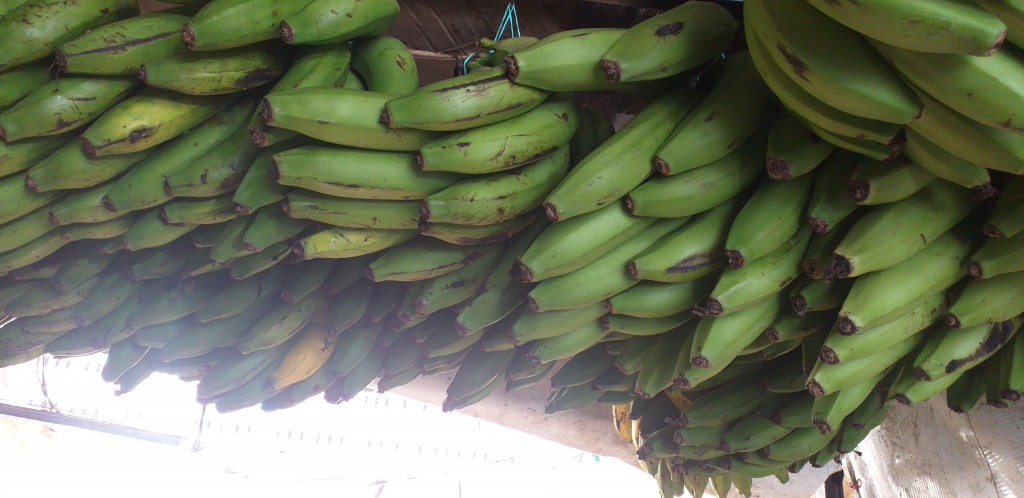 Banano criollo verde
