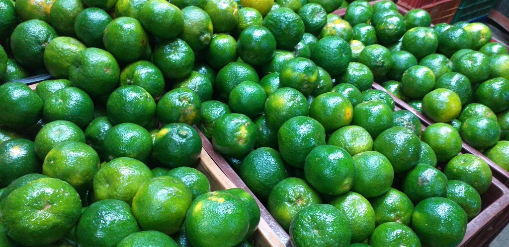 Mandarina oneco 2da